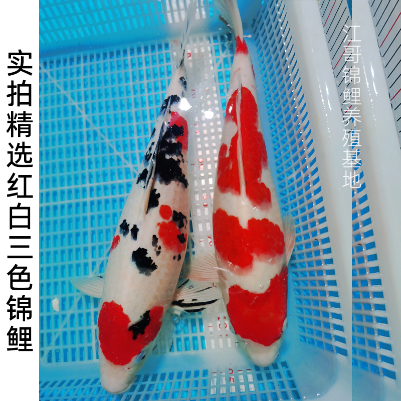 正宗军鱼苗：开启你的淡水鱼养殖新旅程！