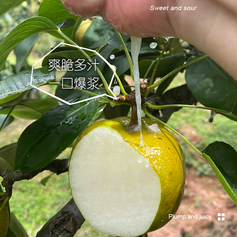 顺丰直送！25年新鲜建宁翠冠梨，脆甜多汁，一口爆汁的幸福感！
