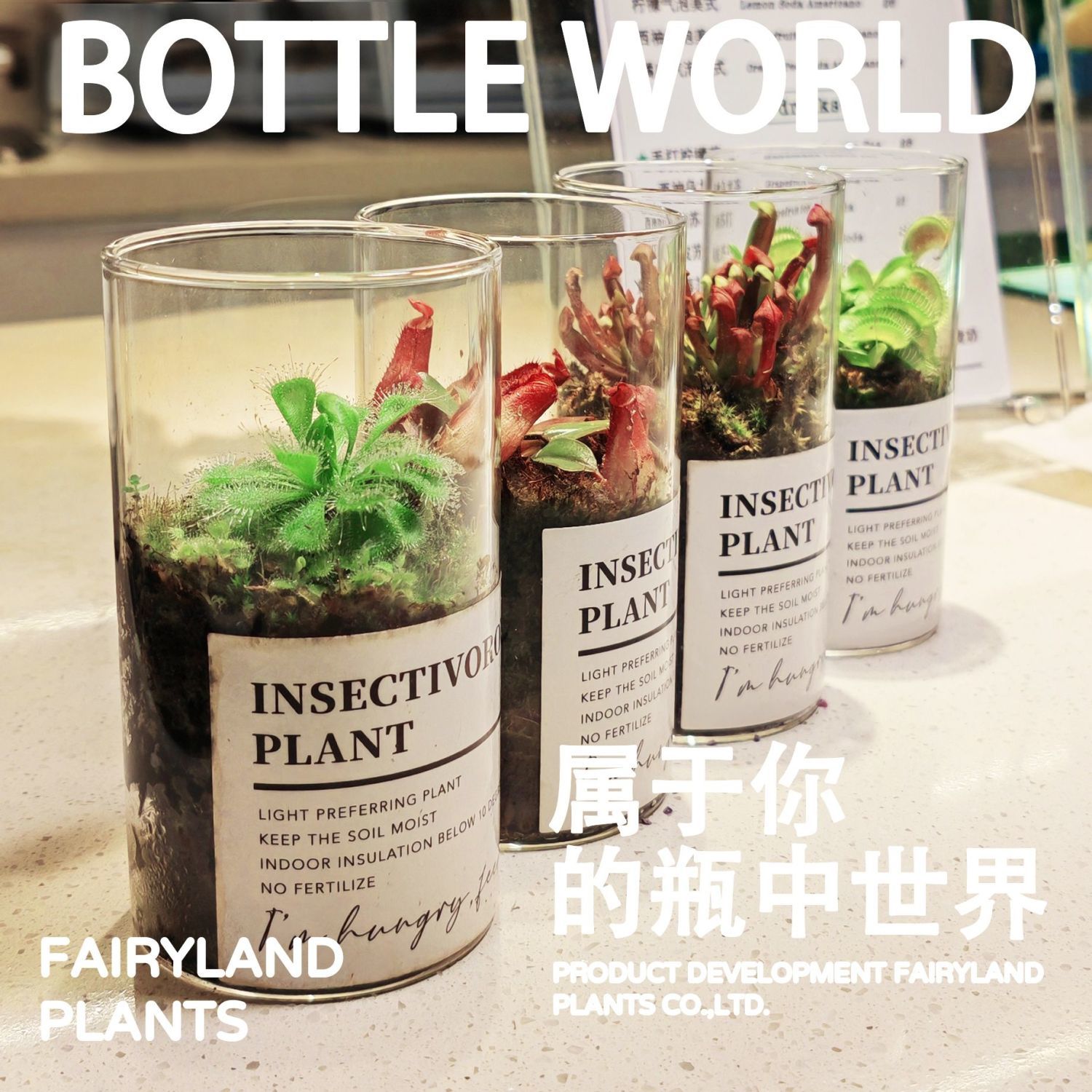苔藓微景观：打造你的桌面绿洲，治愈系植物生态瓶盆栽！