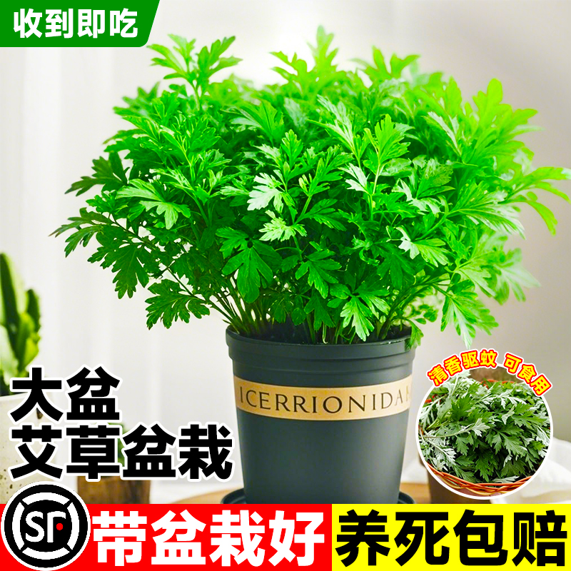 新鲜艾草苗&amp;艾草盆栽：四季驱蚊神器，绿色生活新风尚！
