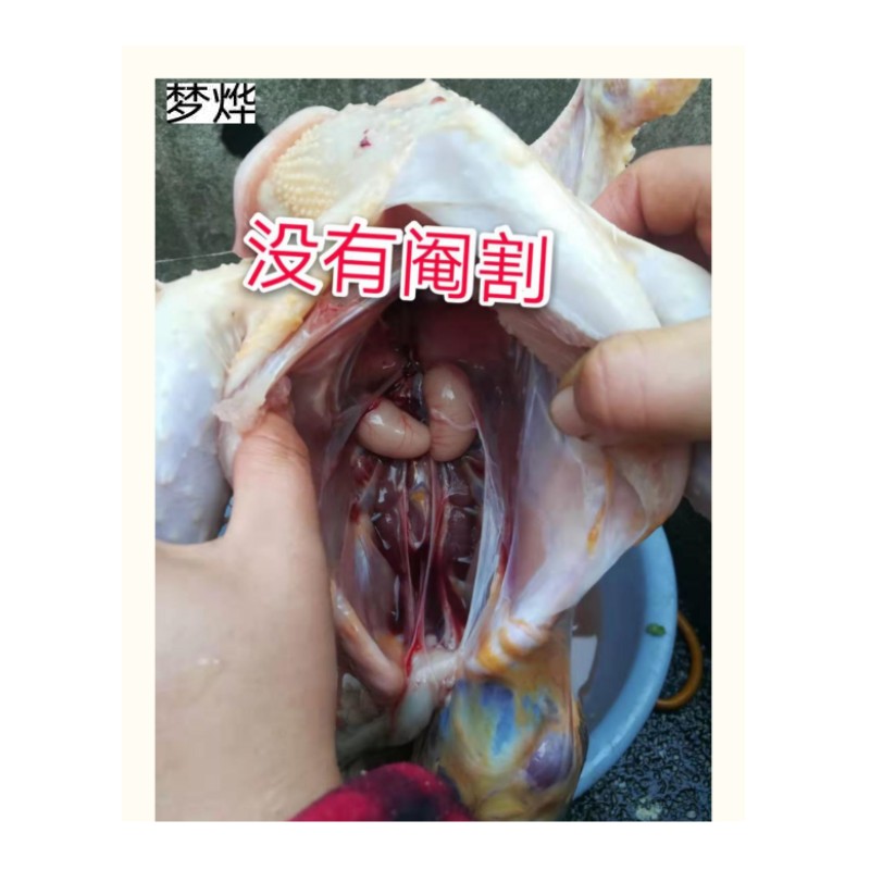 正宗药引纯白公鸡：滋补养生，健康好选择！