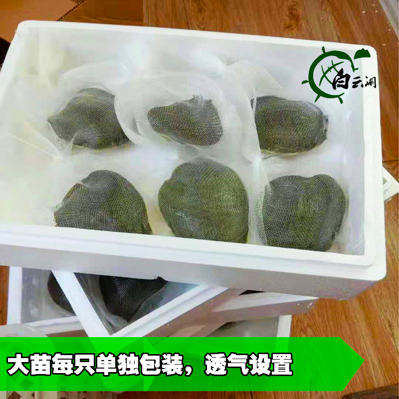 甲鱼苗50~400克野养小甲鱼苗！水鱼团鱼超划算！包邮到家！
