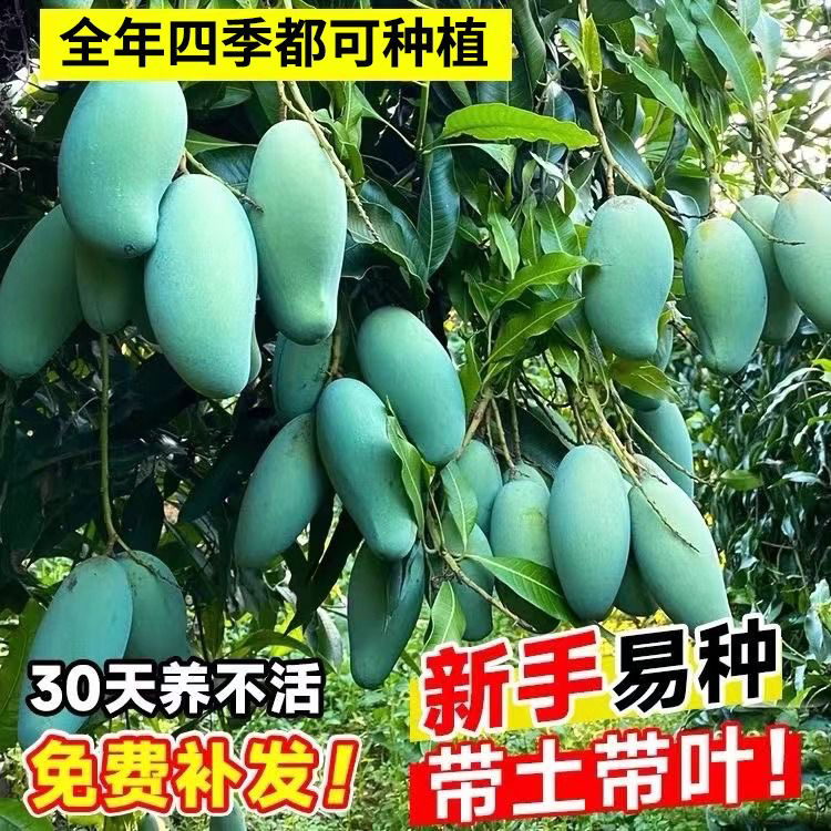 广西芒果树苗：在家就能种出热带风情，四季皆可享受芒果盛宴！