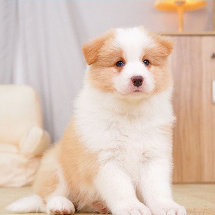 300直播间大型犬特辑：牧羊犬、工作犬、太极血统纯种口袋昆明，谁是你的心头好？
