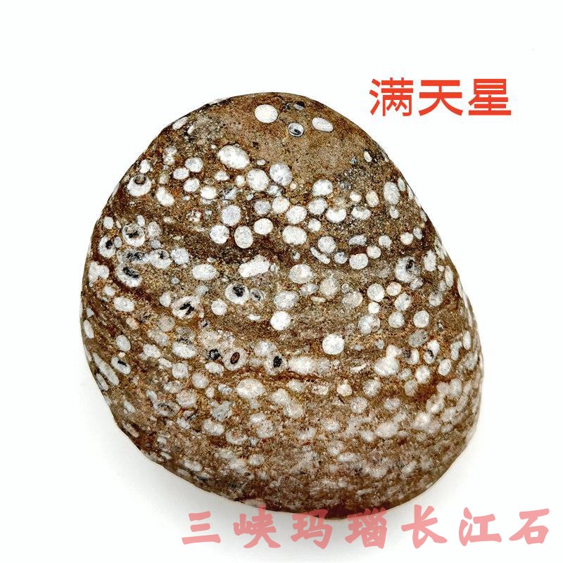 动物化石到长江奇石：探索古生物与自然艺术的完美结合