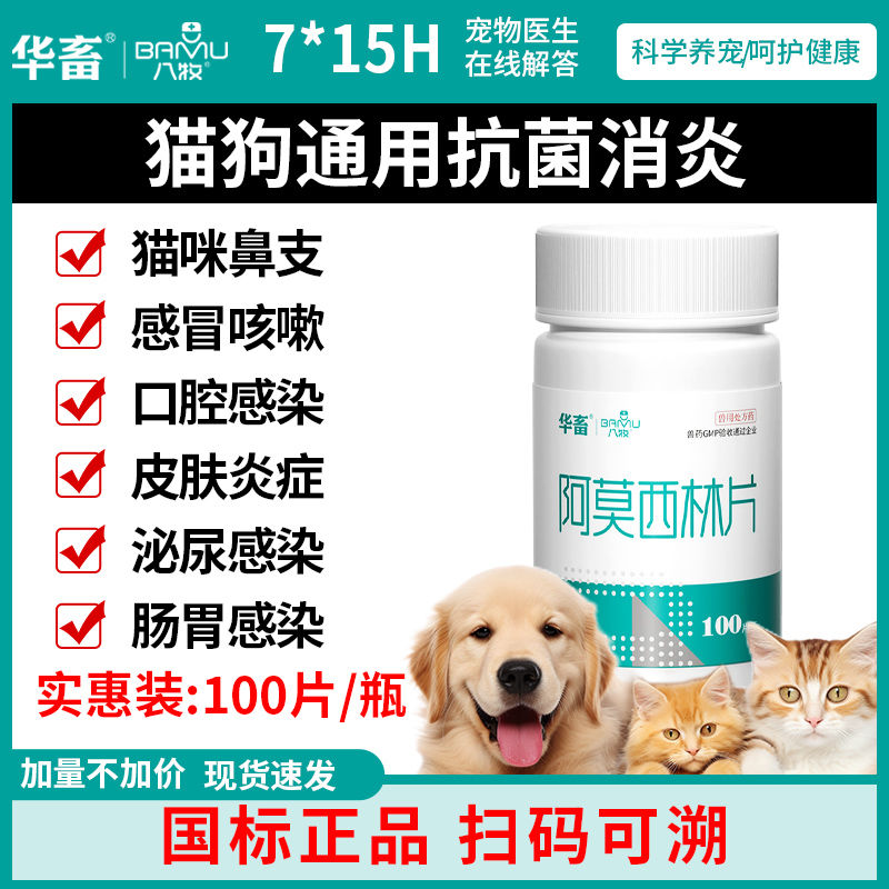八牧阿莫西林：宠物感冒急救神器，猫狗打喷嚏咳嗽流鼻涕不再怕！