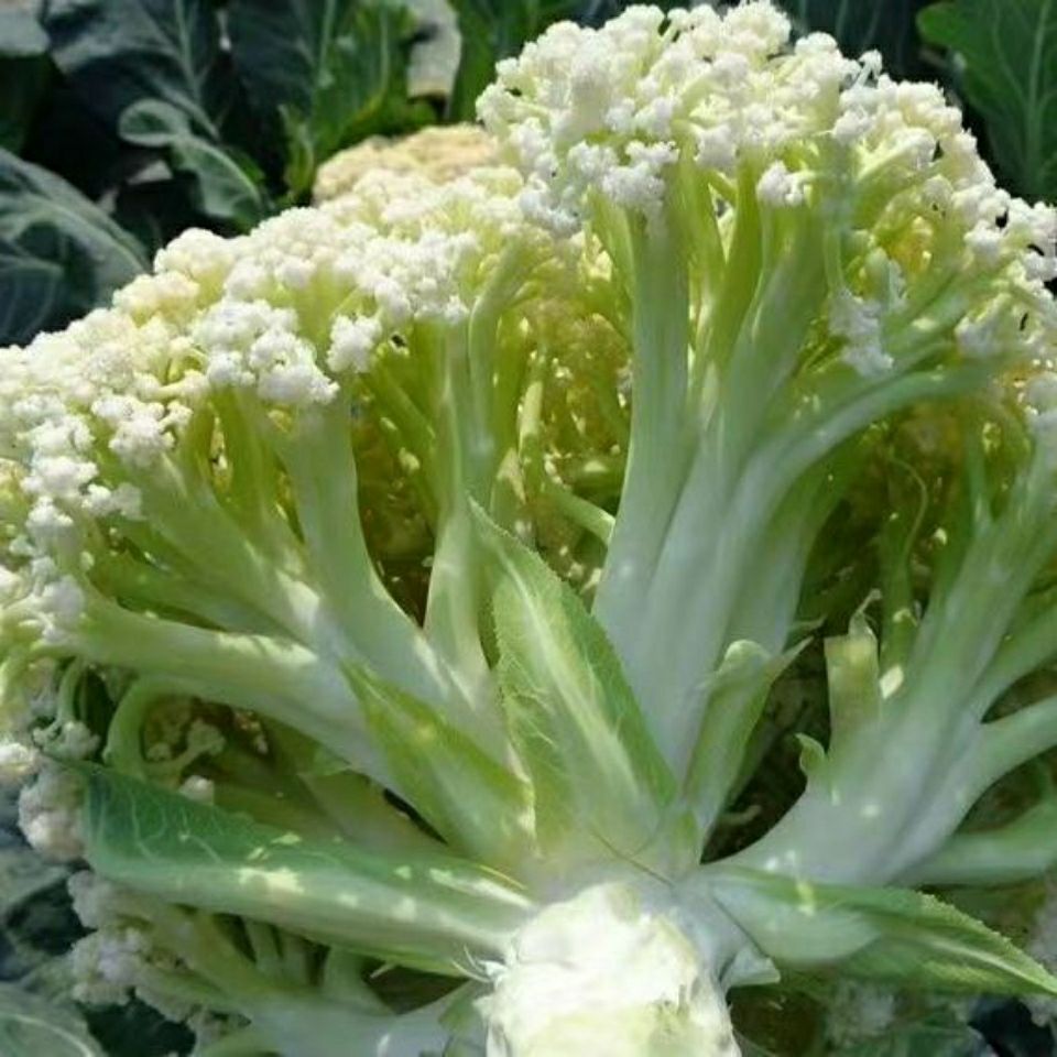 散花菜青梗松花菜新鲜到家！这波自种菜太香了，不买后悔半年