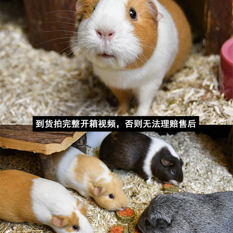 荷兰鼠 vs 荷兰猪：宠物新手必看，如何选择你的活体萌宠幼崽？