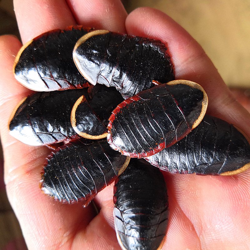 金边土元虫：中药材界的神秘接骨高手，你知道多少？