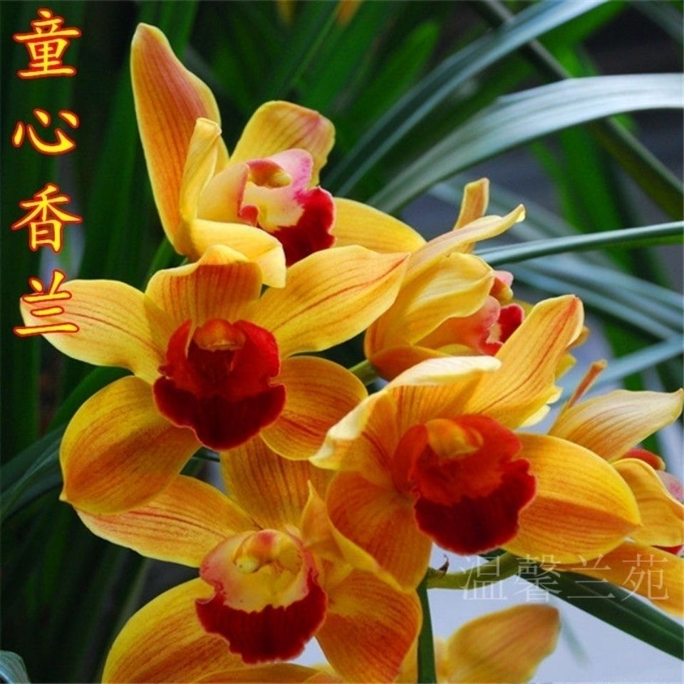 新店开张特惠！超香兰花「中国红」四季开花，养不死的好品种！