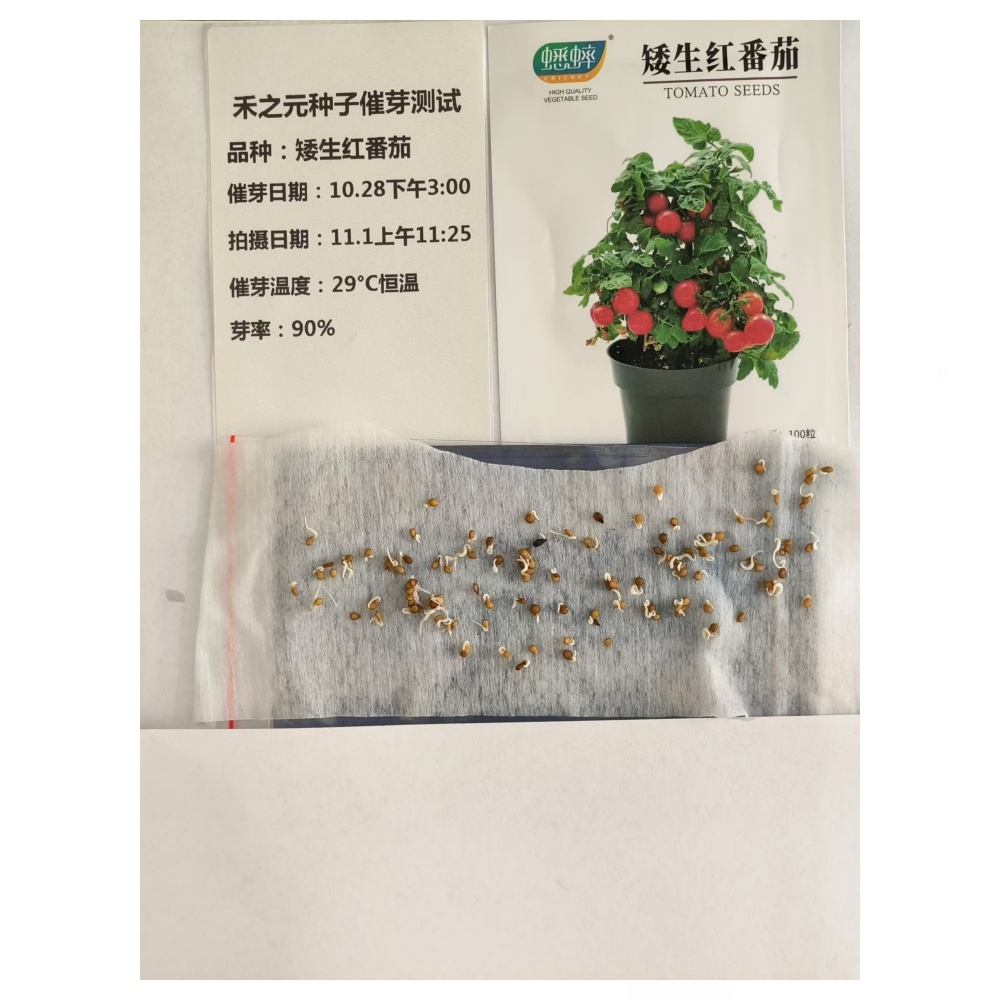 矮生盆栽番茄：让阳台变身四季春的小确幸！