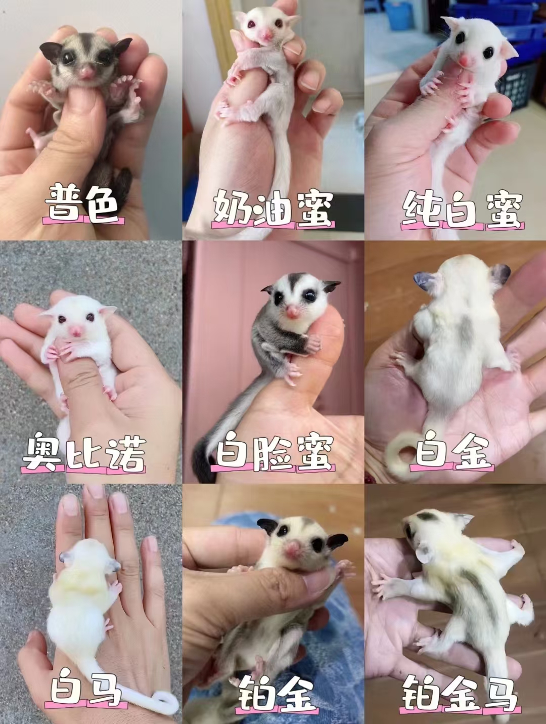 澳洲蜜袋鼯活体：网红萌宠，你的专属白脸马赛克宝宝来啦！