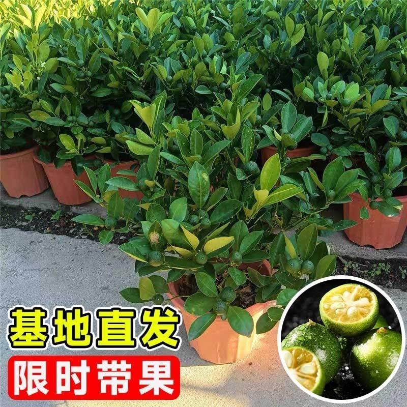 小青柠树苗&amp;海南小青桔：打造你的专属庭院阳台果园秘籍！