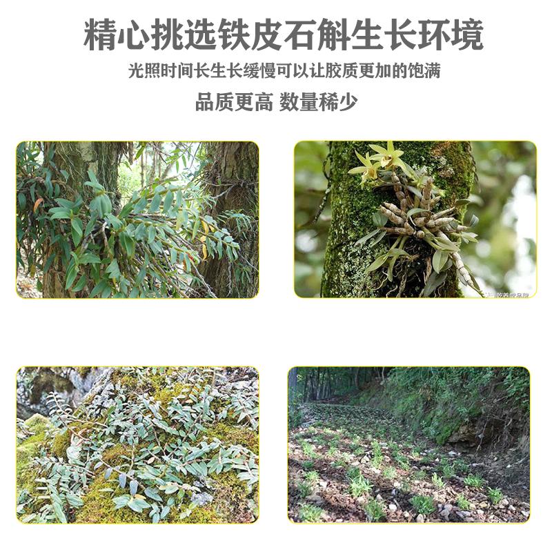 霍山铁皮石斛枫斗到底有多神奇？500g干条新鲜到爆！养生党闭眼冲