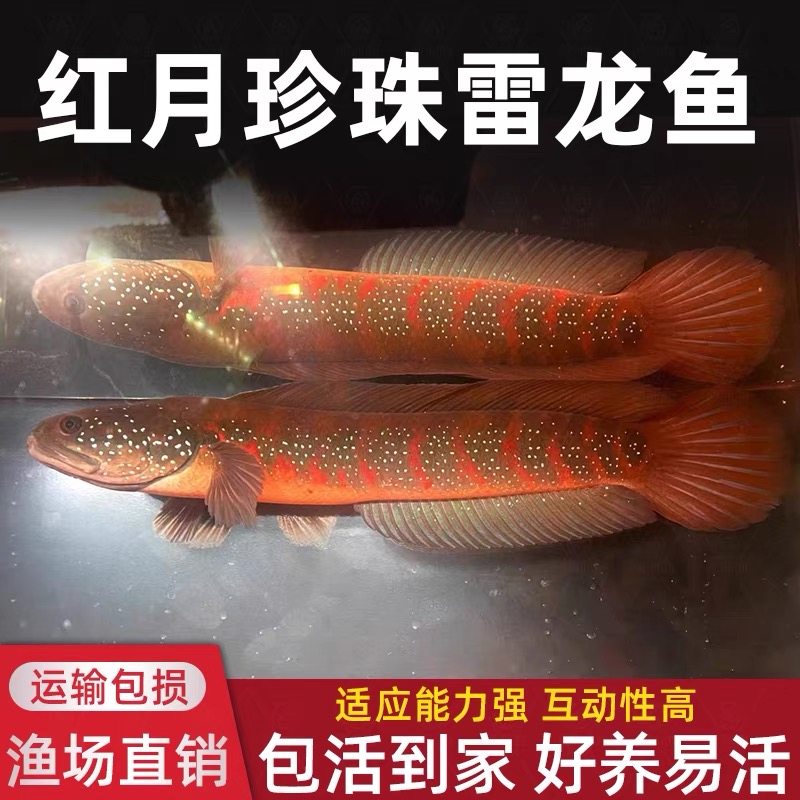 观赏鱼新宠：彩虹雷龙鱼，原生淡水鱼界的红月珍珠！✨