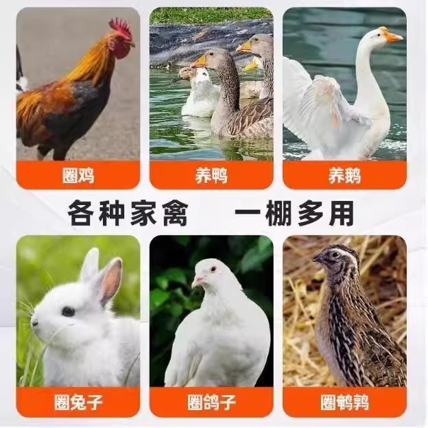 户外鸡棚特大号家禽鸡笼养鸡鸽笼防雨通风鸡舍大型搭建养鸡棚全套：新手养鸡必备攻略！
