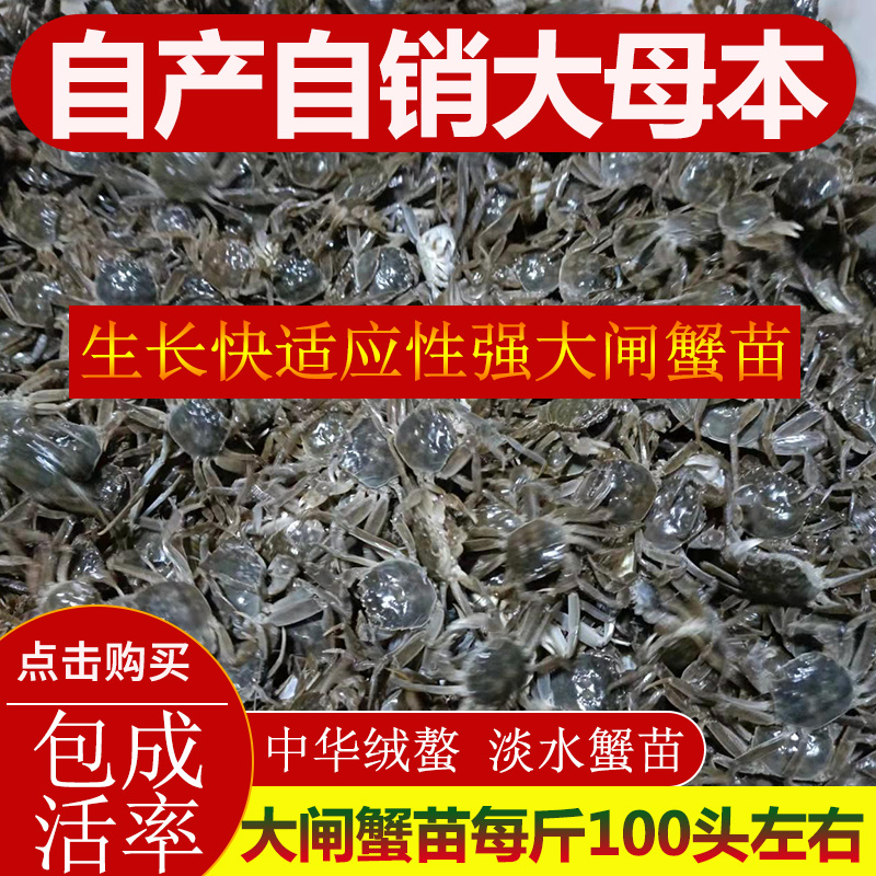 活蟹小螃蟹公母3斤苗，开启你的河蟹养殖新旅程！