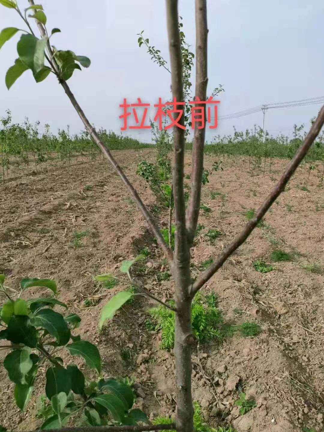 永德助果树开角器真香！拉枝神器让果园变“高产王”！果树种植党必看