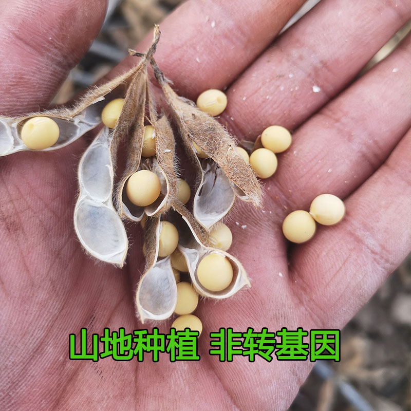 东北小粒黄豆500g：营养宝库，开启健康生活新篇章！