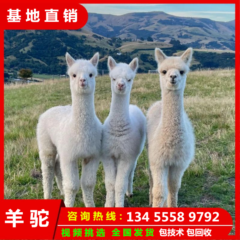 羊驼幼崽神兽来袭！萌化你的小心心，带回家的终极宠物攻略✨