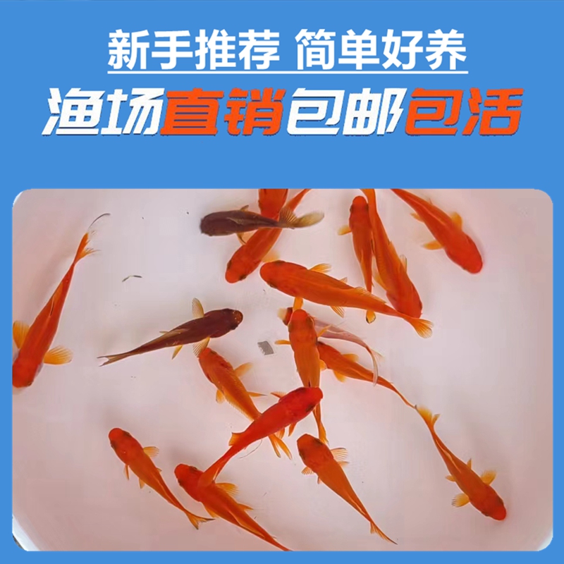 包活金鱼：新手也能轻松养活的观赏鱼，让你爱上养鱼的乐趣！✨