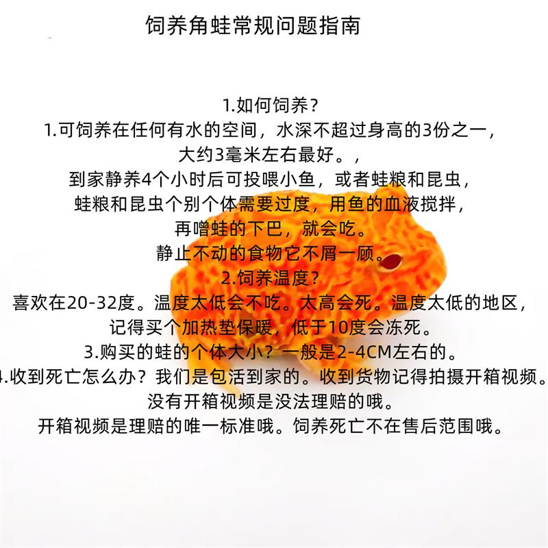 南美角蛙蝌蚪：异宠界的萌宠新宠，你准备好迎接挑战了吗？