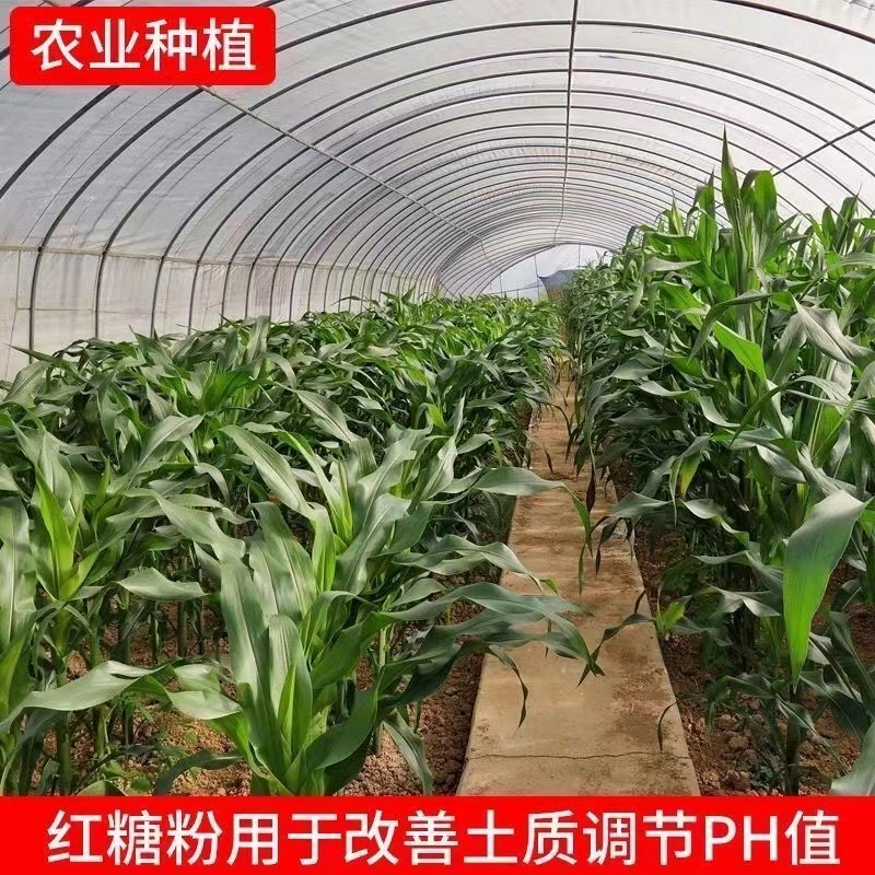 EM菌培养必备！红糖50斤真香测评！养殖养鱼人闭眼入