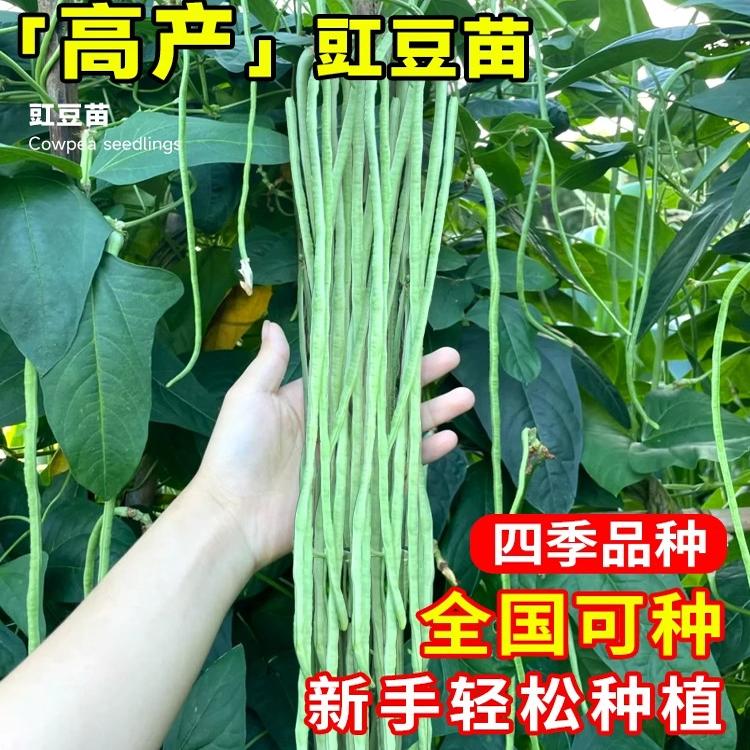 春天种菜必备！长豆角苗四季豆豇豆种苗太香了！新手也能轻松种出绿油油的菜！
