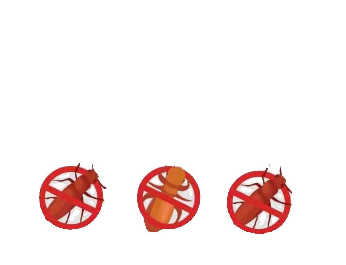 东莞上门灭虫全攻略：告别虫害，守护家庭安宁！
