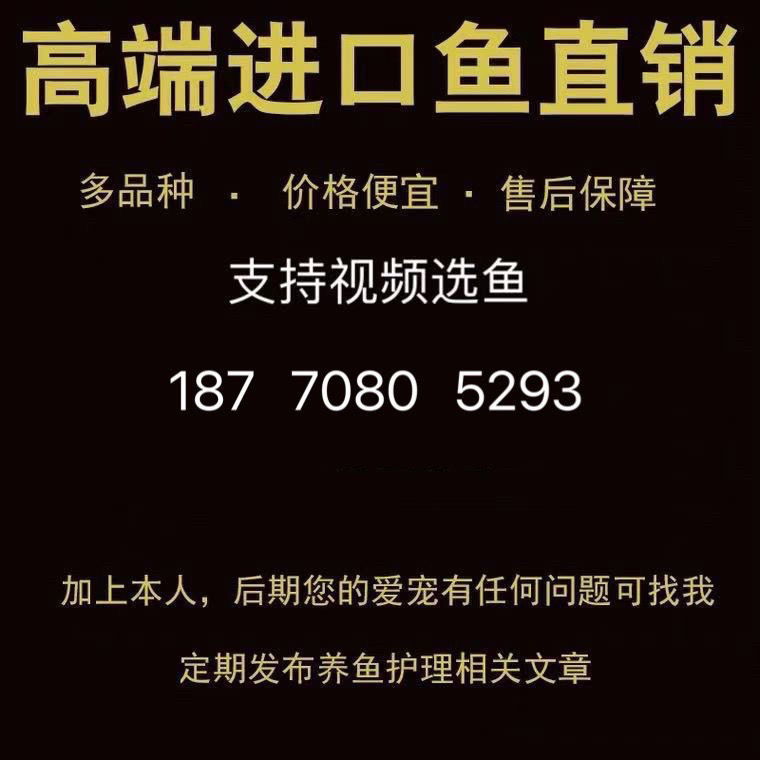 巴卡雷龙之王是什么？它在恐龙世界中的地位如何？