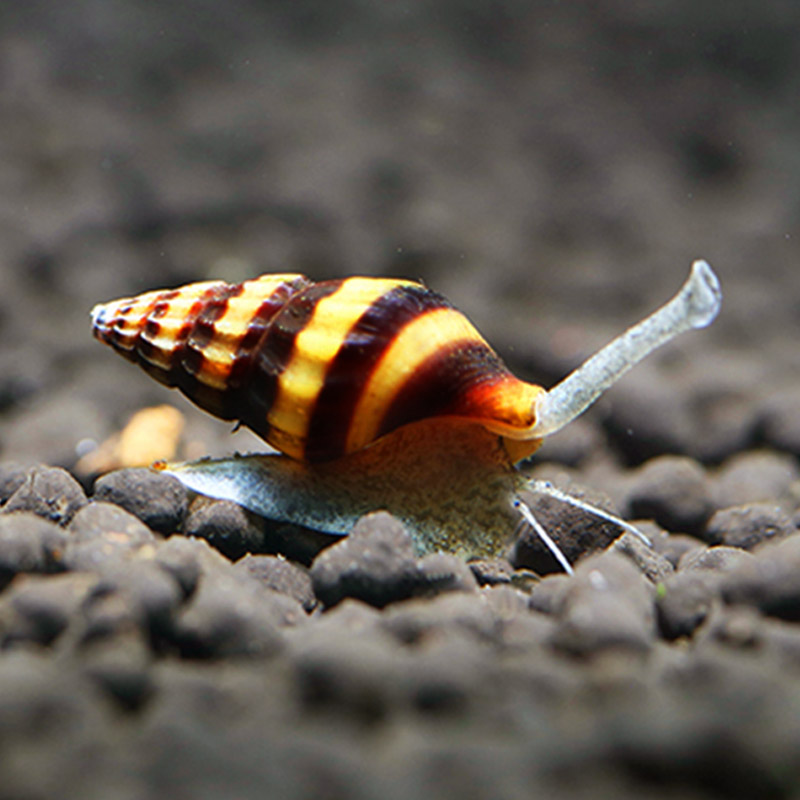 蜜蜂螺：水族箱里的活体装饰，让海洋之美触手可及！