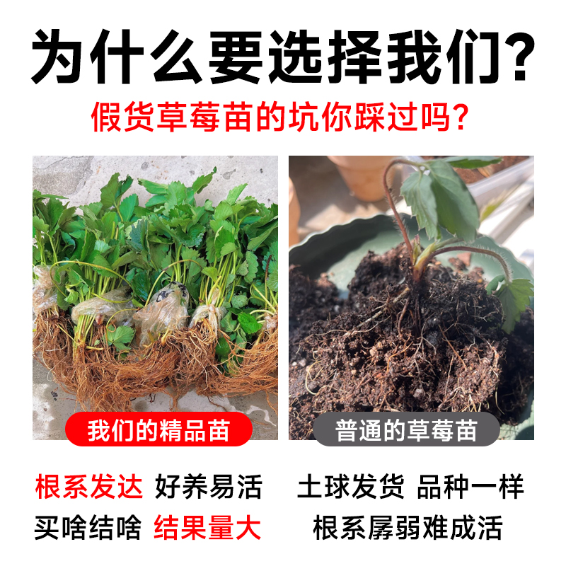 为什么草莓要在大棚里种植？大棚种植的好处有哪些？
