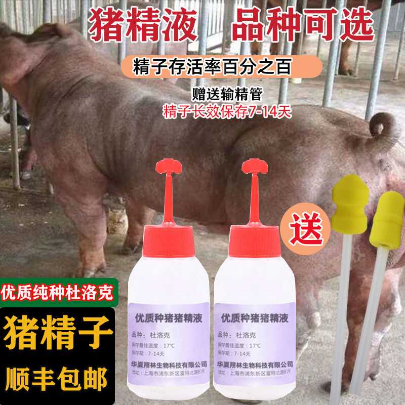 猪精液大揭秘！优质纯种猪精子人工授精到底有多牛？养猪人必看！