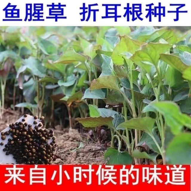 正宗鱼腥草种子折耳根种子种苗高产好吃易种阳台盆栽四季播云贵川