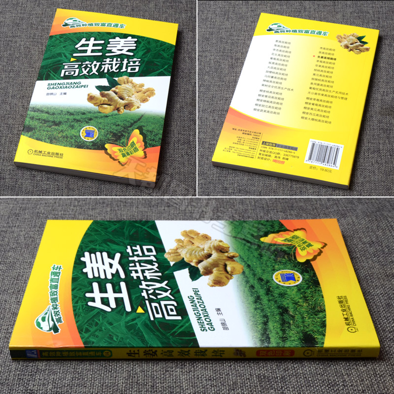生姜高效栽培秘籍，致富直通车，有机无公害生姜种植技术大揭秘！
