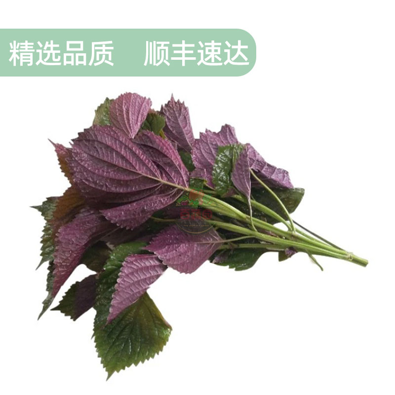 浙江衢州新鲜紫苏叶：炒虾炒螺必备，带你解锁海鲜美味新境界!