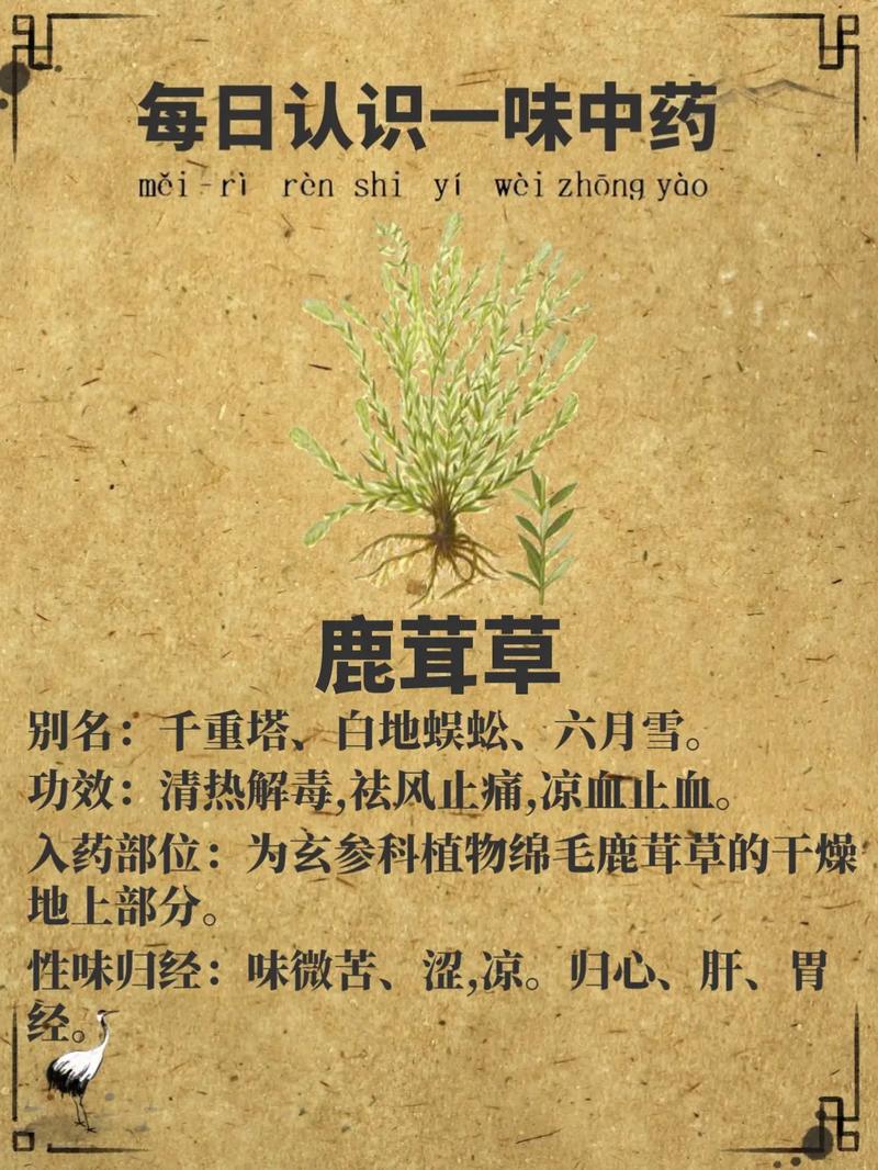 鹿茸草图片,鹿茸草——大自然的神奇馈赠