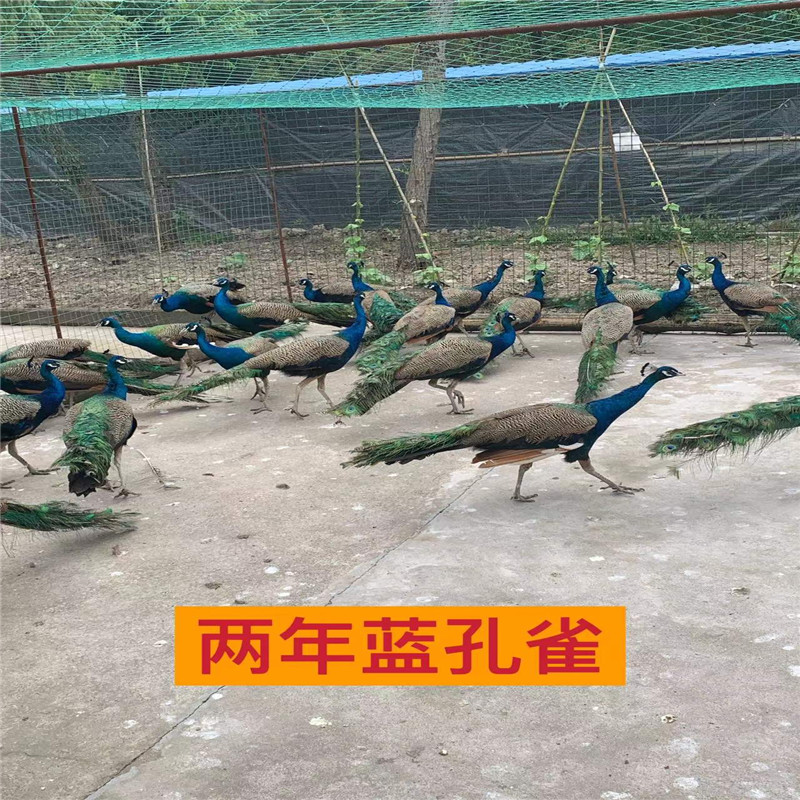 孔雀苗活体：七彩梦幻，开启你的观赏鸟新纪元