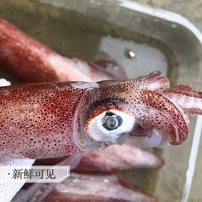 海兔子带籽生笔管鱼！鲜到爆！捞汁火锅必备！酒店同款海鲜批发价拿下