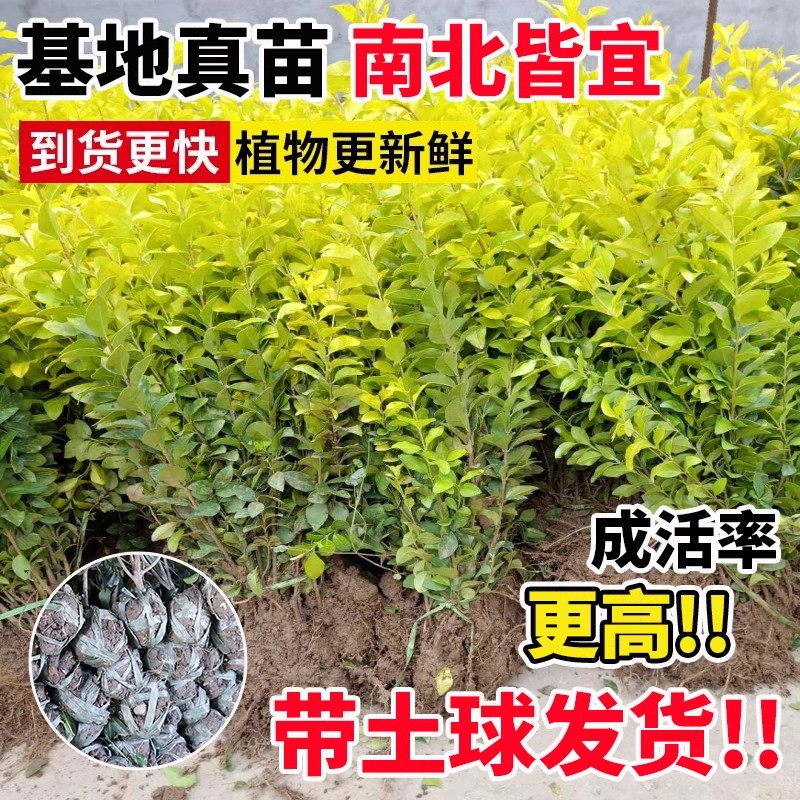 北方绿化必备！金叶女贞树苗真的太香了！庭院绿篱色块苗秒变高级感