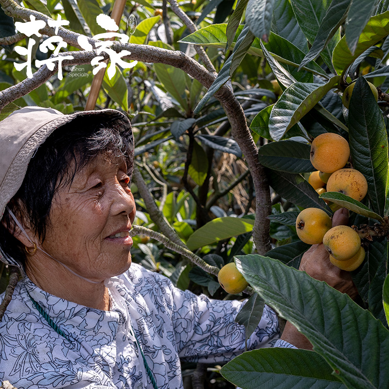 苏州西山青种枇杷：太湖自种新鲜小果，江浙沪皖包邮上门采摘，尝鲜不等待！