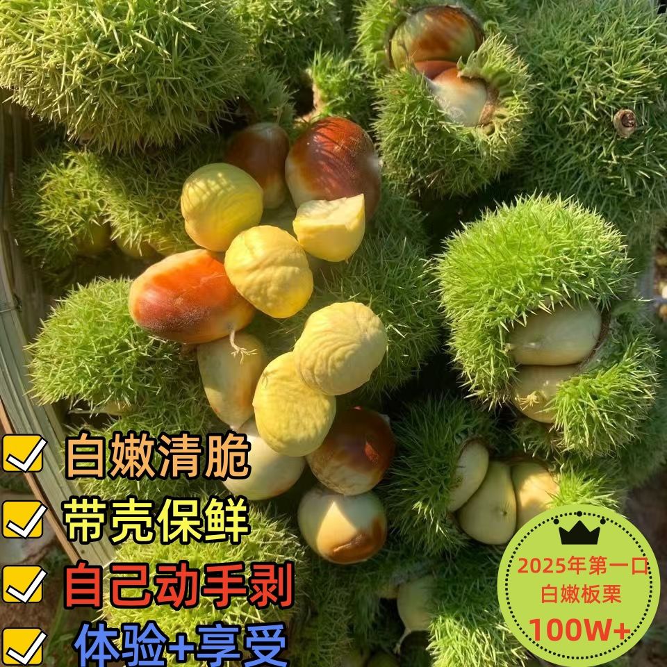 2025新货当季新鲜嫩板栗球，白皮嫩毛栗子带刺壳，云南板栗新鲜现摘！