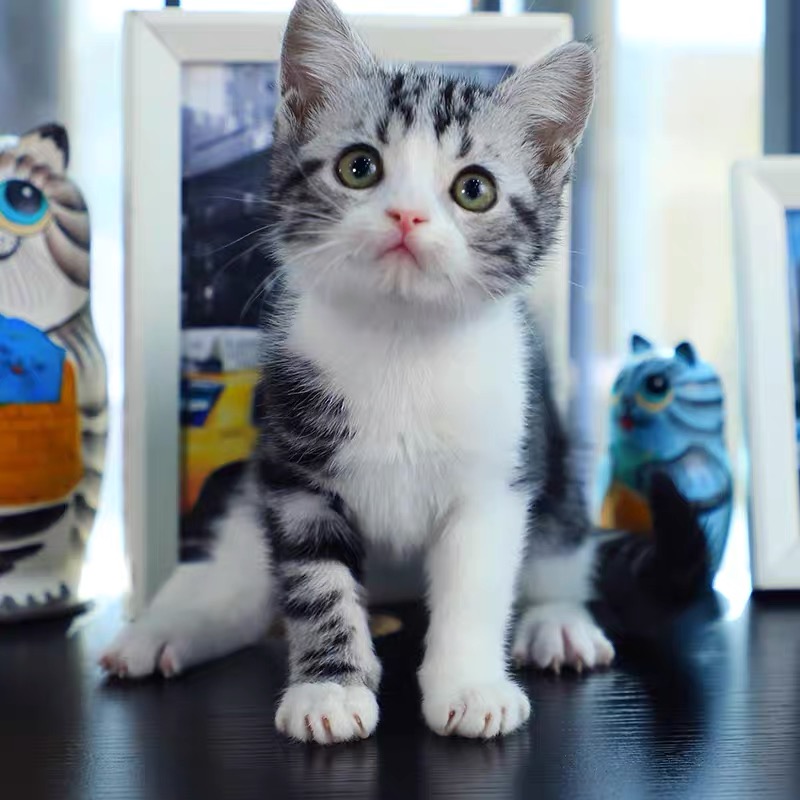【四川猫舍】美短纯种虎斑矮脚折耳猫，萌翻天的起司猫来啦！✨