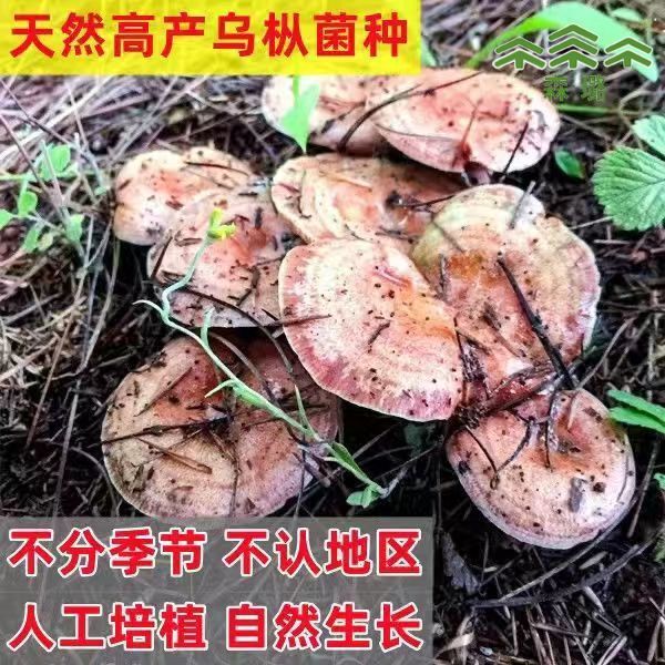 松树菌野外乌枞菌黄枞菌菌种菌包居家培植，轻松开启你的菌菇种植之旅！