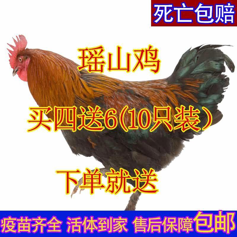 【今日发货】正宗瑶山鸡苗，红瑶黑瑶茶花鸡苗，散养土鸡，便宜又好吃！