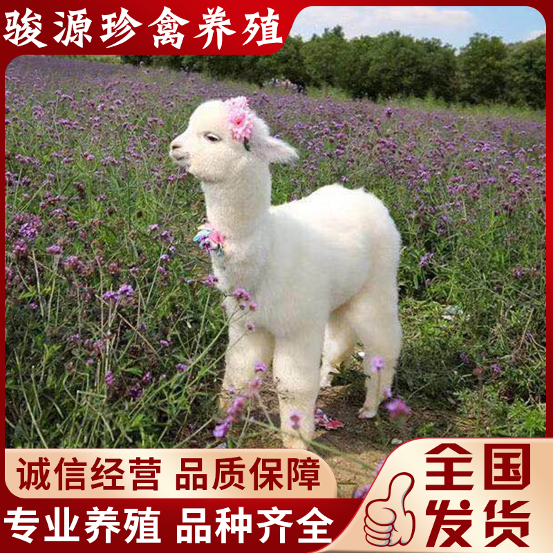 羊驼幼崽萌到心化！新手养宠必看的超全攻略✨