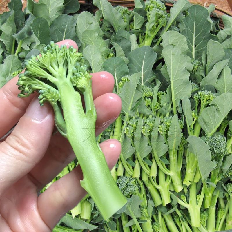 包邮宁夏新鲜甜杆西兰苔：解锁农家蔬菜的新鲜密码，手指西兰花苔的美味奥秘！