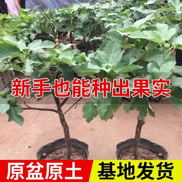 无花果树苗真的能当年结果？南方北方都能种！波姬红太香了！