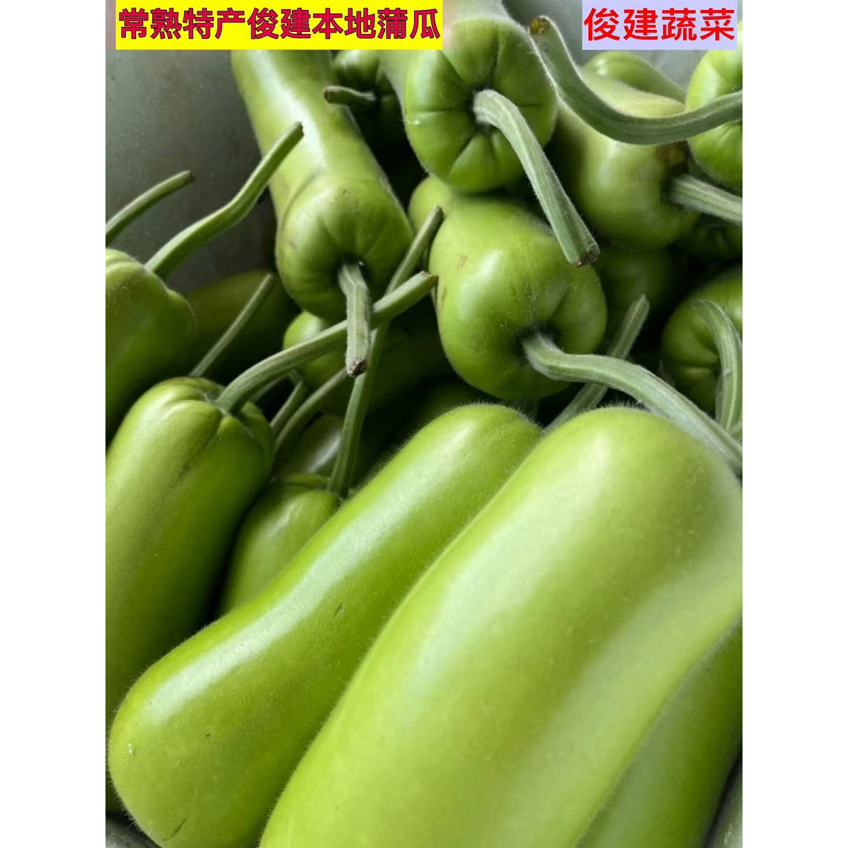 顺丰包邮新鲜蔬菜：蒲瓜田里的绿色宝藏，解锁葫芦瓜的秘密！