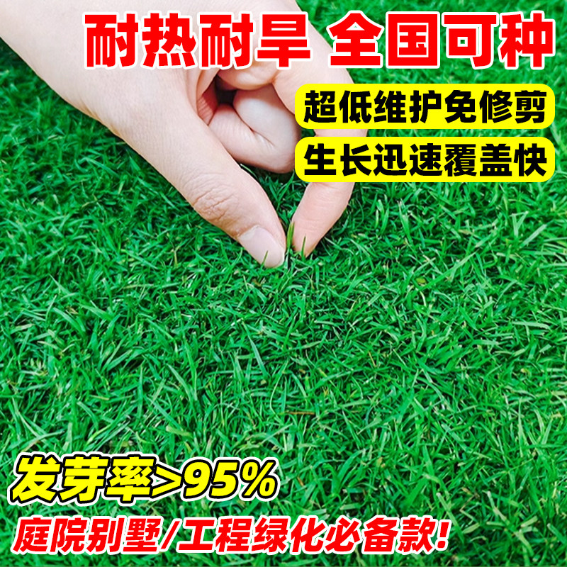 矮生百慕大草种籽适合四季常青的足球场吗？